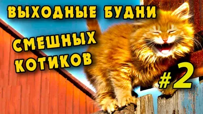 Доброе видео милых смешных котов, котиков, кошек и котят / 2021 уморительно  весело смешно / часть 2 - YouTube картинки