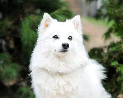 Японский шпиц (Japanese Spitz) - активная, преданная и очень игривая порода  собак. Фото, описание и отзывы. картинки