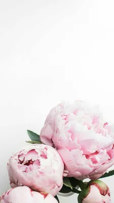 Свободное время на стрижки и окрашивание | Pink wallpaper backgrounds, Pink  wallpaper iphone, Peony wallpaper картинки