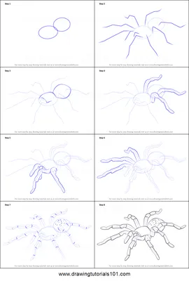 Как нарисовать тарантула (64 фото) » Рисунки для срисовки и не только картинки