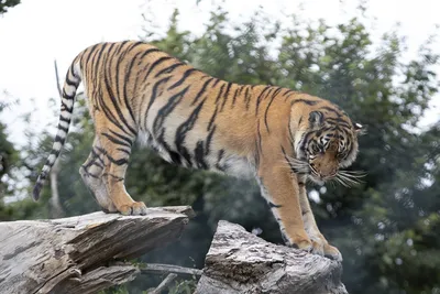 https://animals.pibig.info/24719-gimalajskij-tigr.html картинки