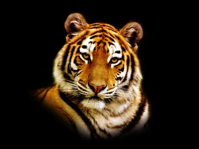 Тигры, тигрицы и тигрята - фото и обои, tigers wallpapers картинки