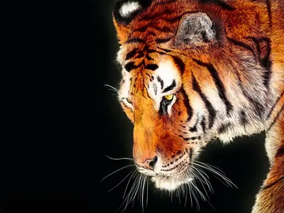 Тигры, тигрицы и тигрята - фото и обои, tigers wallpapers картинки