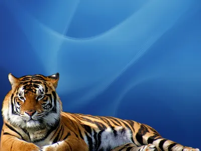 Тигры, тигрицы и тигрята - фото и обои, tigers wallpapers картинки