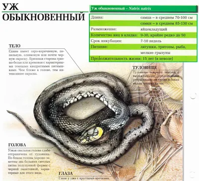 Пресмыкающиеся. Сайт про зверей - ZveroSite.ru картинки