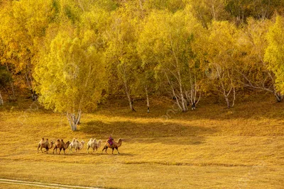 Фотографии фигурок верблюдов и деревьев Фон И картинка для бесплатной  загрузки - Pngtree картинки