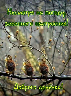 Идеи на тему «Доброе утро в любую погоду» (560) в 2023 г | доброе утро,  погода, открытки картинки