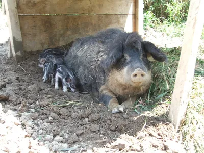 Шерстистая свинья породы Мангалица или «овечья свинья» (лат. Mangalitza) –  Интересные животные картинки