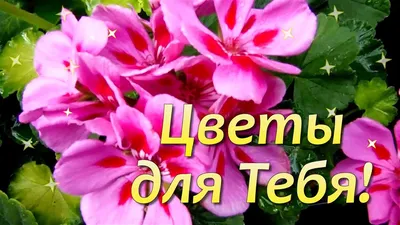 Красивые Цветы для Тебя🌺Дарю Букет Цветов💐Цветы в Подарок🌺Это Тебе  Прост... | Букет цветов, Красивые цветы, Букет картинки