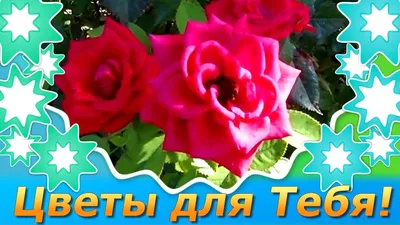 Красивые Цветы для Тебя🌸Дарю Букет Цветов🌺Розы для Тебя🌸Это тебе просто  так - YouTube картинки