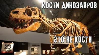 Кости Динозавров — это не кости картинки