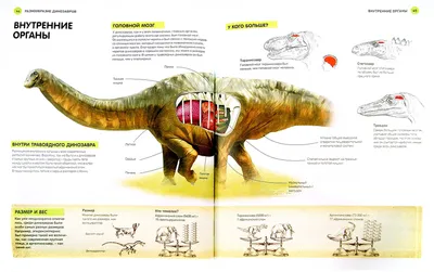 Иллюстрация 1 из 39 для Всё о динозаврах. Энциклопедия | Лабиринт - книги.  Источник: Лабиринт картинки