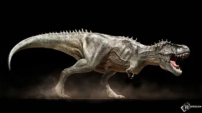 Обои, Т-рекс, Хищник, Динозавр, Ящер, 1366x768, картинки | Dinosaure  carnivore, Image dinosaure, Tyrannosaure rex картинки