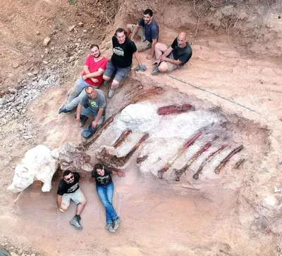 Самый крупный в Европе: житель Португалии нашел во дворе останки огромного  динозавра картинки