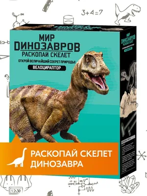 Раскопки динозавра. Скелет Велоцираптора 4M 1391116 купить за 890 ₽ в  интернет-магазине Wildberries картинки