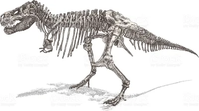 Скелет динозавра рисунок | картинки