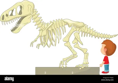 Скелет динозавра рисунок - 58 фото картинки