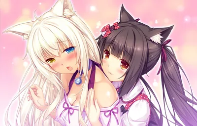 Обои девочки, аниме, неко, Nekopara картинки на рабочий стол, раздел сэйнэн  - скачать картинки