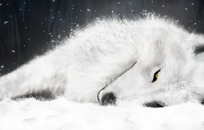 Wallpaper figure, wolf, White, Wolf's Rain, Kiba, supermonchi images for  desktop, section прочее - download картинки