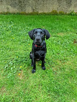 James Hayes on Twitter: \"Starting to lose his puppy look, such a handsome  boy https://t.co/gCTEXX3lpB\" / Twitter картинки