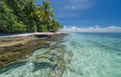 Wallpaper sand, sea, beach, summer, palm trees, Tropics images for desktop,  section природа - download картинки