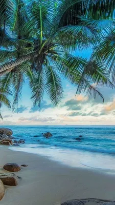 Картинка на айфон/картинка/картинка на аву/ красивая картинка | Beach  wallpaper, Beachy wallpaper, Tree wallpaper iphone картинки