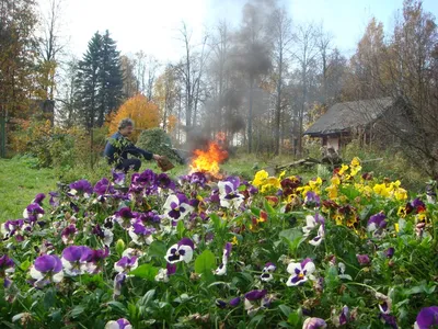 Фото \"Люди жгут на кострах уходящее лето...\" в городе Кубинка картинки