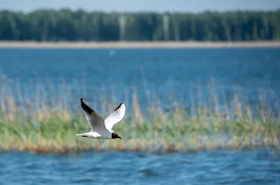 Уходящее лето на Урале. Фото - Советское село картинки