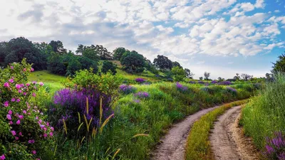 Летние пейзажи (63 фото) картинки