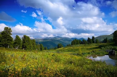 Лето пейзаж Изображения – скачать бесплатно на Freepik картинки