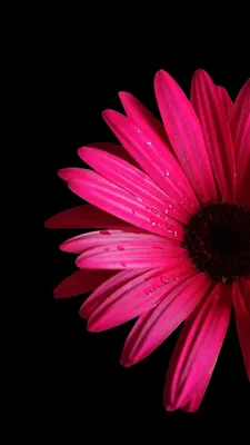 Pin by زكى الجوهرى on eko | New flower wallpaper, Hd flower wallpaper, Pink  flowers wallpaper картинки