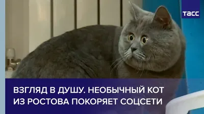 котизм (прикольные картинки с кошками) / смешные картинки и другие приколы:  комиксы, гиф анимация, видео, лучший интеллектуальный юмор. картинки