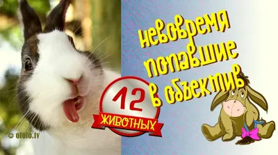 Улыбочку! 12 животных, которых сфотографировали в самый подходящий момент  Знаете, у кого всегда хорошее настроение? У тех люде… | Животные, Смешно,  Смешные животные картинки