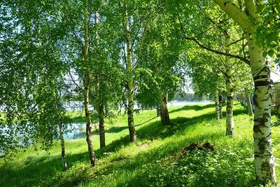 Картинки березы летом в хорошем качестве (40 лучших фото) картинки