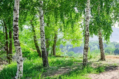 Картинки березы летом в хорошем качестве (40 лучших фото) картинки