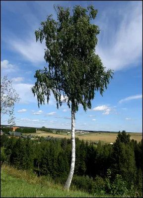 Обрезка березы картинки