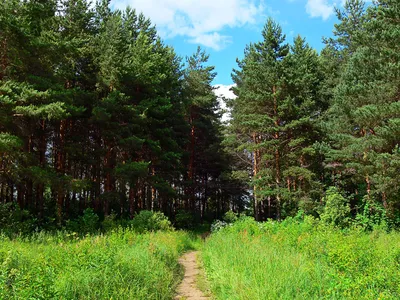 Фото Россия Ярославль Лето Природа тропинка лес Трава деревьев картинки