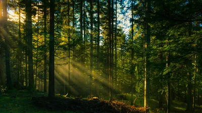 Фон рабочего стола где видно лето, хвойный лес, восход, лучи солнца, сосны,  природа, красивые обои на рабочий стол, Summer, coniferous forest, sunrise,  sun rays, pines, nature, beautiful wallpapers картинки