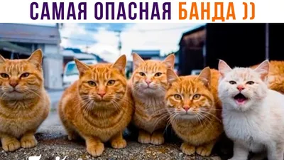 Банда котов. Они следят за тобой / Прикольные фото (прикольные и необычные  фото девушек, природы и животных) :: котэ (прикольные картинки с кошками) /  смешные картинки и другие приколы: комиксы, гиф анимация, картинки