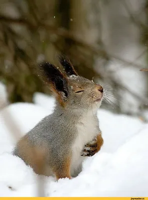 белки в дупле зимой: 8 тыс изображений найдено в Яндекс.Картинках |  Squirrel, Pet birds, Animals картинки