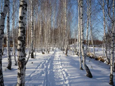 Береза зимой (57 фото) | Пейзажи, Живопись, Лес картинки