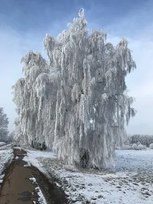 Береза зимой рисунок - 69 фото картинки