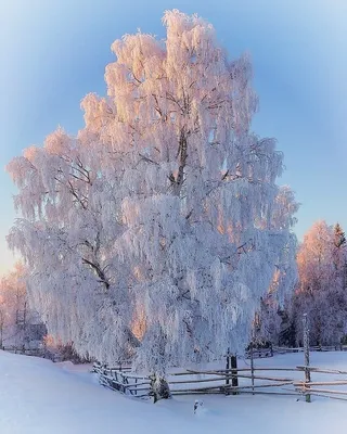 Зимняя береза (57 фото) - 57 фото картинки