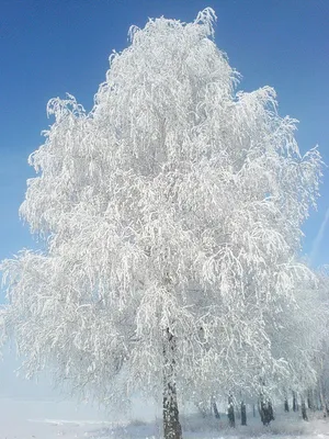 Зимняя береза - красивые фото картинки