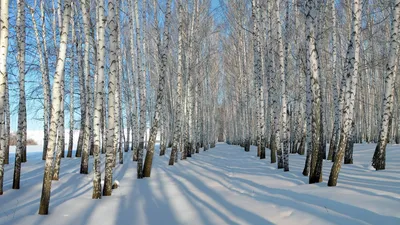 березы зимой в солнечный день/birch trees in winter on a sunny day | Тени,  Лес, Портрет картинки