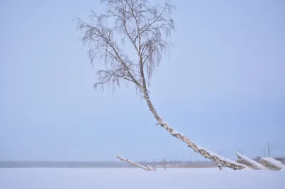 Картина «Зима , березы». Размер: 50x60 (см). Художник Беляшова Флюра -  Купить онлайн с доставкой в онлайн-галерее Artcenter.by картинки