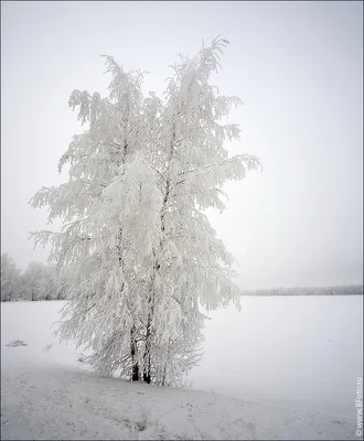 БЕРЕЗА ЗИМОЙ / БЕРЕЗА ЗИМОЙ / Фотография на PhotoGeek.ru картинки