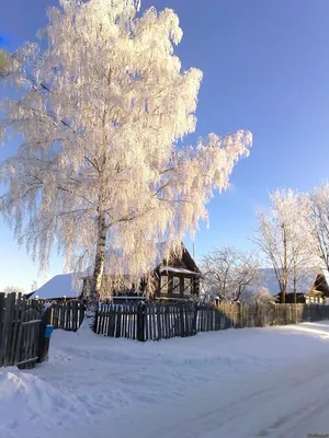 Конспект НОД по изодеятельности (рисование) в подготовительной группе «Берёза  зимой» (9 фото). Воспитателям детских садов, школьным учителям и педагогам  - Маам.ру картинки