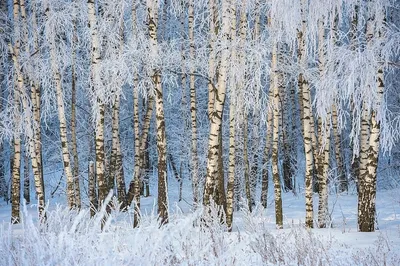 картинки : дерево, природа, лес, филиал, снег, зима, мороз, хобот, Лед,  Береза, Осень, Погода, время года, Деревьями, Creativecommons, Ель,  Аппалачские горы, Лиственный, Дубы, Березки, Белые березы, Бумажные  деревья, Бетулапапирифера, Пенсильвания ... картинки