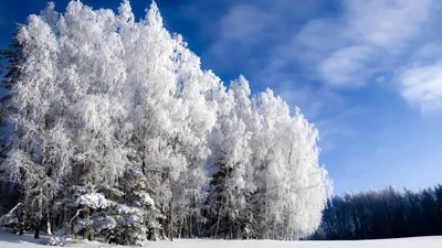 Фотографии Aspens in the snow Original HTC Sense зимние береза картинки